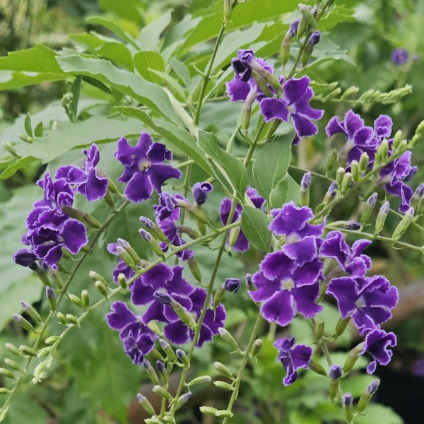 Sweet Memories Purple Sky Flower, Duranta, Golden Dew Drops