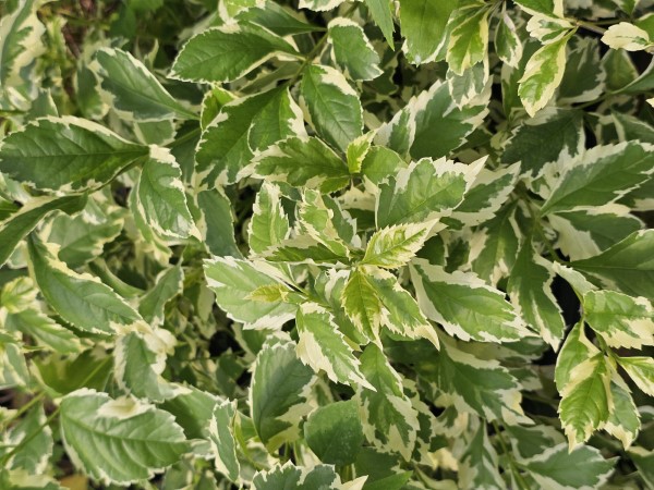 Improved Variegated Sky Flower, Duranta, Golden Dewdrop