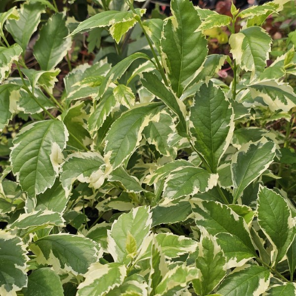 Improved Variegated Sky Flower, Duranta, Golden Dewdrop