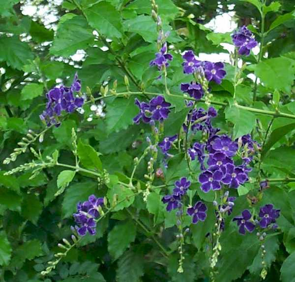 Sweet Memories Purple Sky Flower, Duranta, Golden Dew Drops