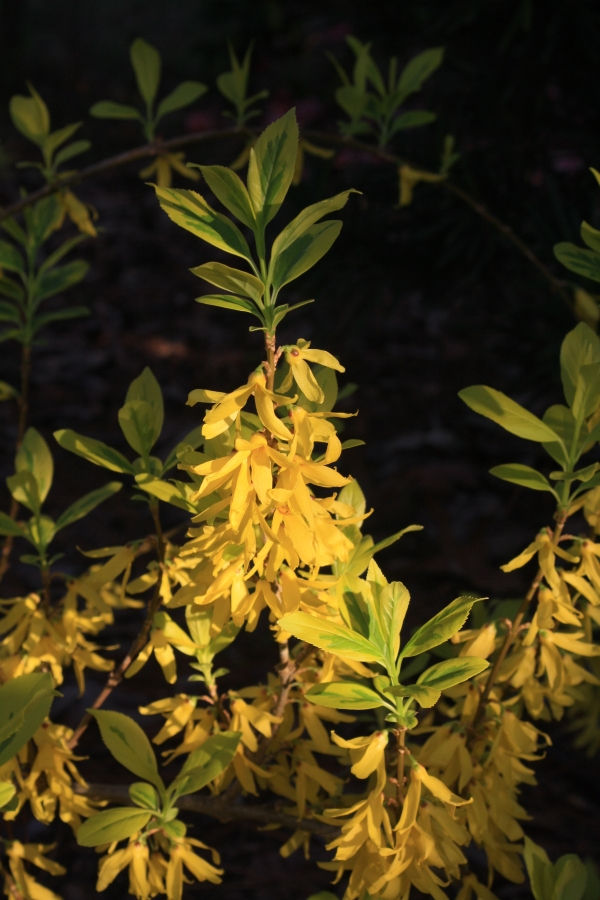 Ilwang Dwarf Golden Variegated Korean Forsythia, Green Stem Forsythia