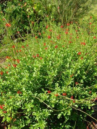 Dwarf Red Porterweed, Compact Red Porterweed, False Vervain