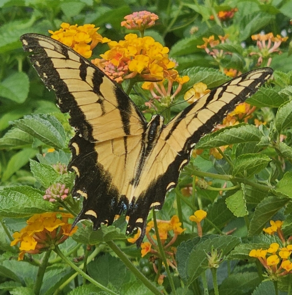 Spreading Sunset Lantana