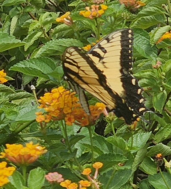 Spreading Sunset Lantana