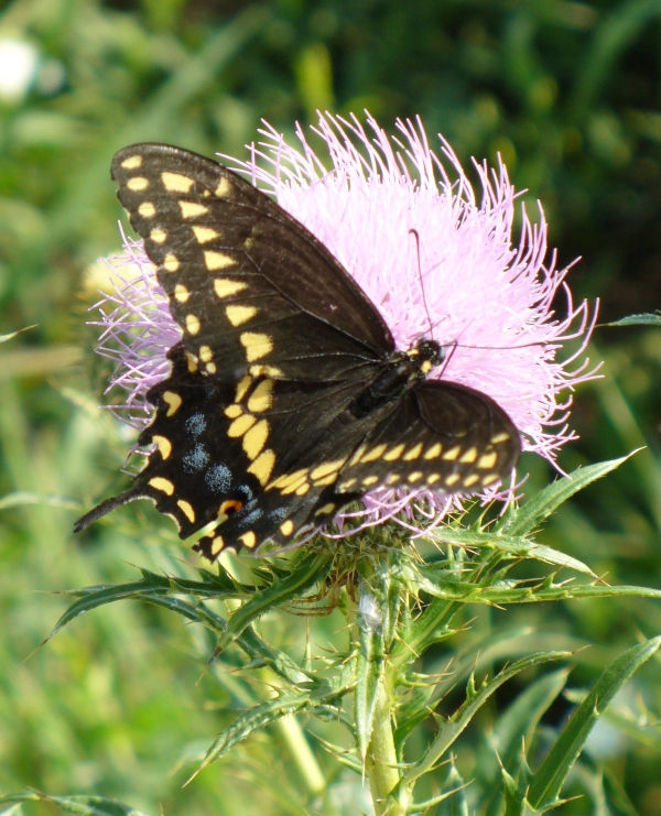 Bronze Fennel