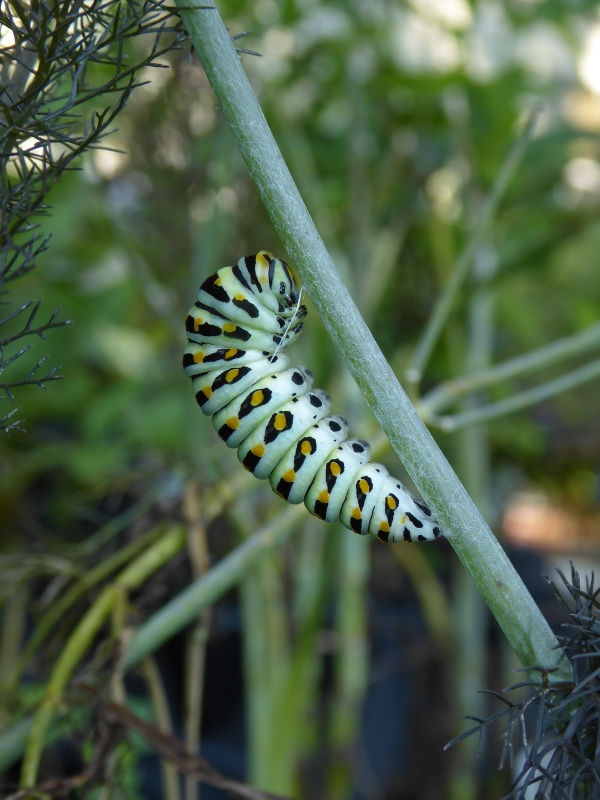 Bronze Fennel