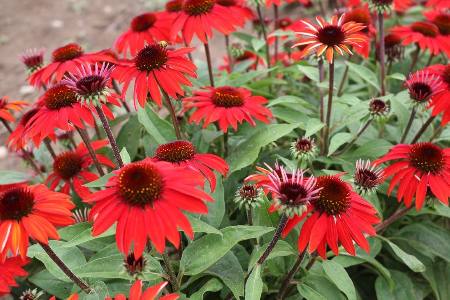 SOMBRERO® Sangarita Coneflower, Echinacea