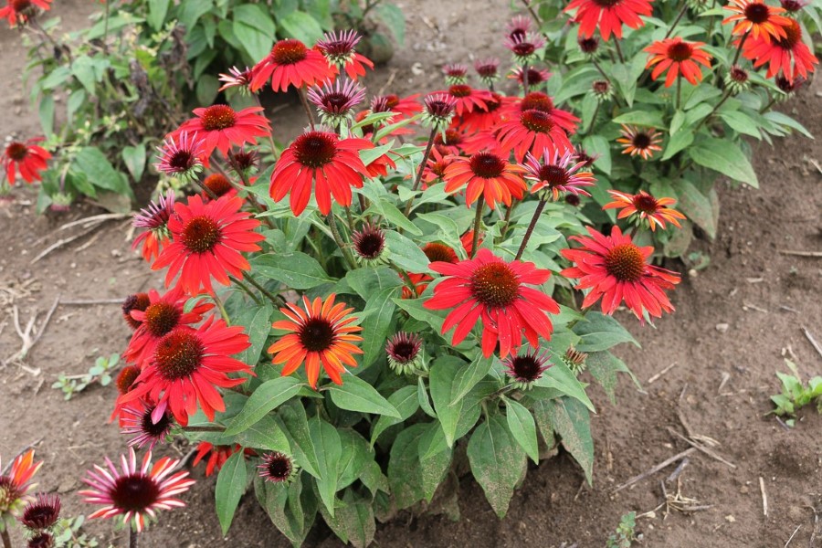 SOMBRERO® Sangarita Coneflower, Echinacea