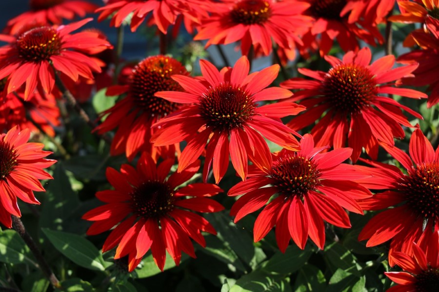 SOMBRERO® Sangarita Coneflower, Echinacea
