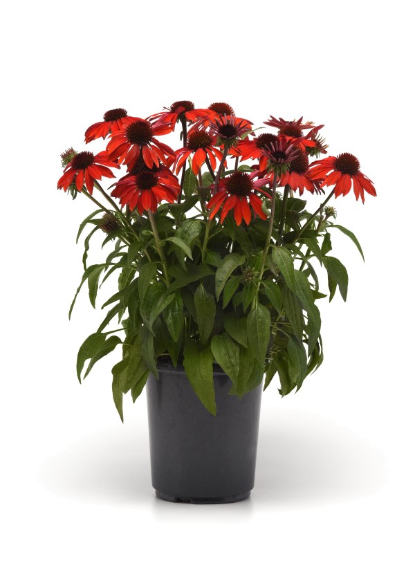 SOMBRERO® Sangarita Coneflower, Echinacea