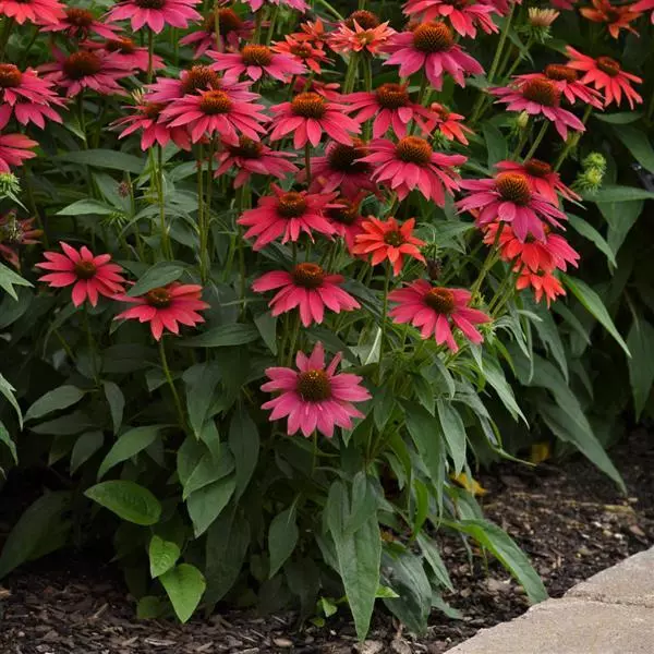 SOMBRERO® Tres Amigos Coneflower, Echinacea