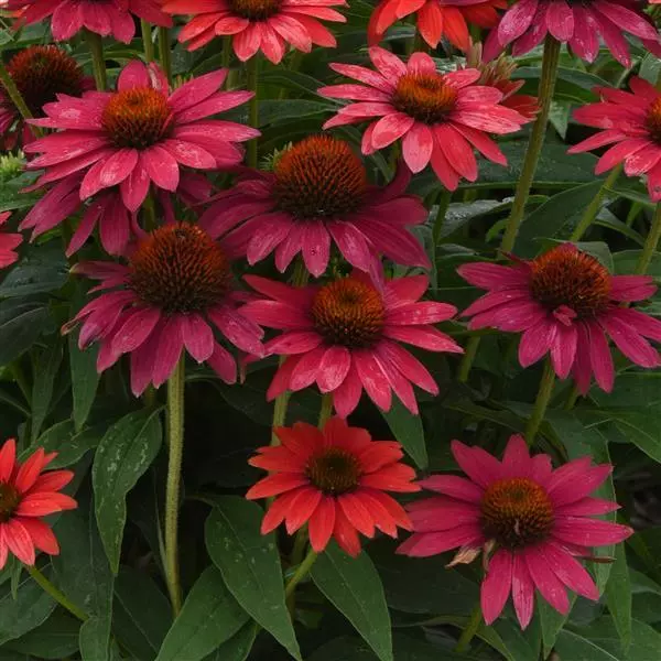 SOMBRERO® Tres Amigos Coneflower, Echinacea