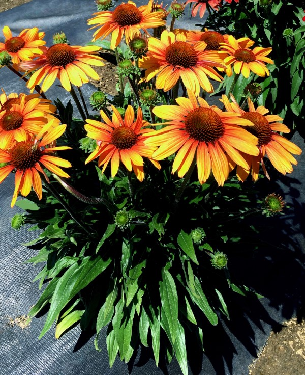 PRIMA Tiger Coneflower, Echinacea - Yellow Flowers or Flower Parts ...