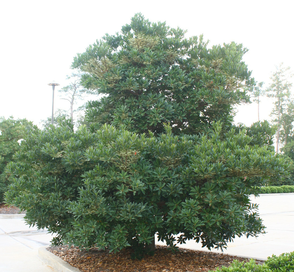 Japanese Blueberry Tree