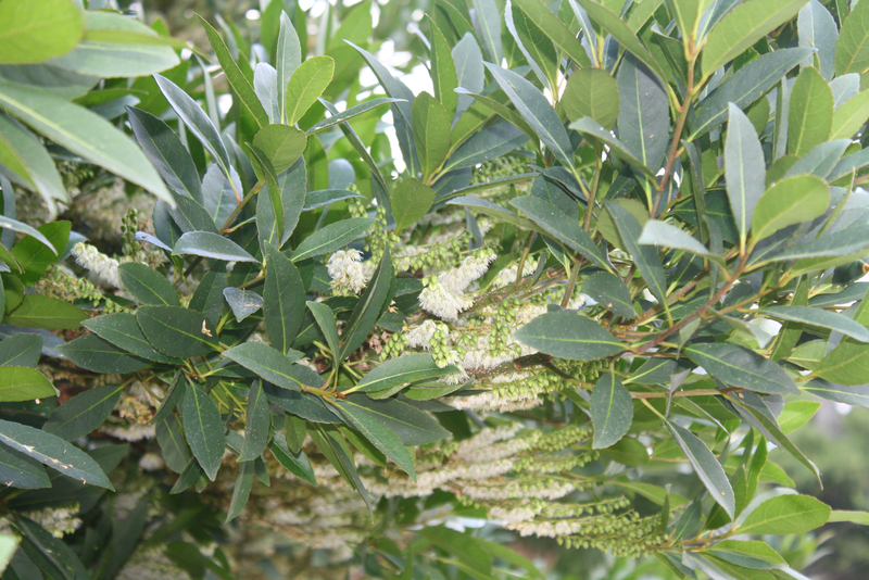 Japanese Blueberry Tree