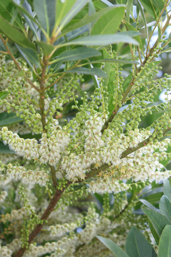 Japanese Blueberry Tree