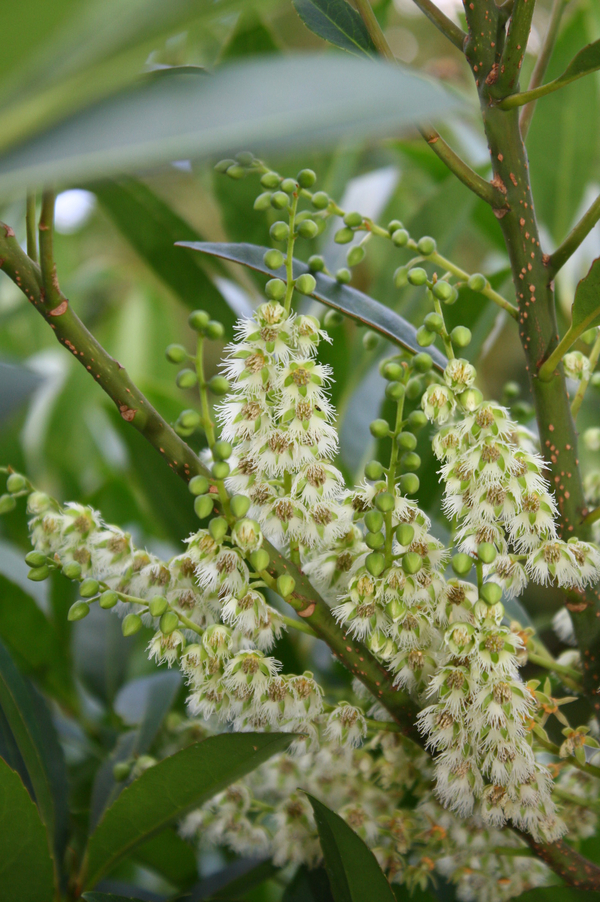 Japanese Blueberry Tree