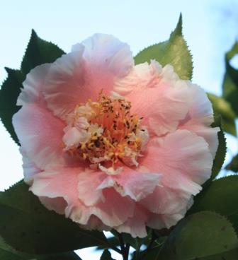 Elegans Splendor Camellia, C.M. Wilson Splendor Camellia