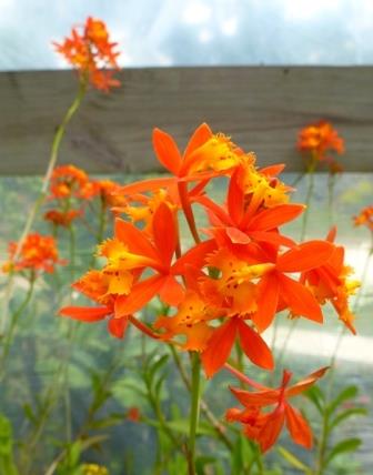 Reed-Stem Epidendrum, Ground-Rooting Orchid, Crucifix Orchid, Firestar Orchid,  Rainbow Orchid
