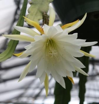 Calisto Orchid Cactus, Epiphyllum