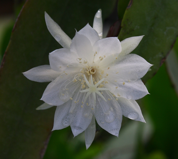Dwarf White Orchid Cactus