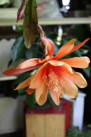 Just Beautiful Orchid Cactus, Epiphyllum Just Beautiful