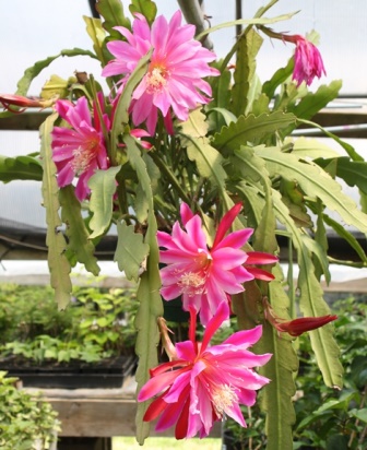 Pink Orchid Cactus, Epiphyllum 'Pink'