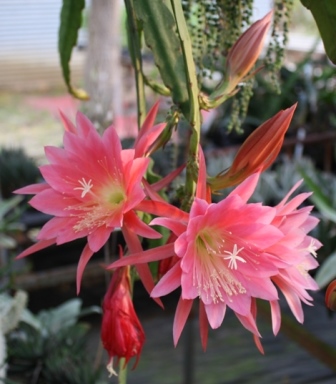 Thousand Pinks Orchid Cactus, Epiphyllum, Epicactus