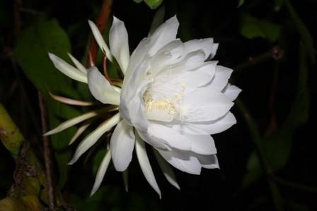 Night Blooming Cereus, Queen of the Night, Orchid Cactus, Epiphyllum