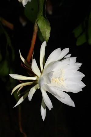 Night Blooming Cereus, Queen of the Night, Epiphyllum