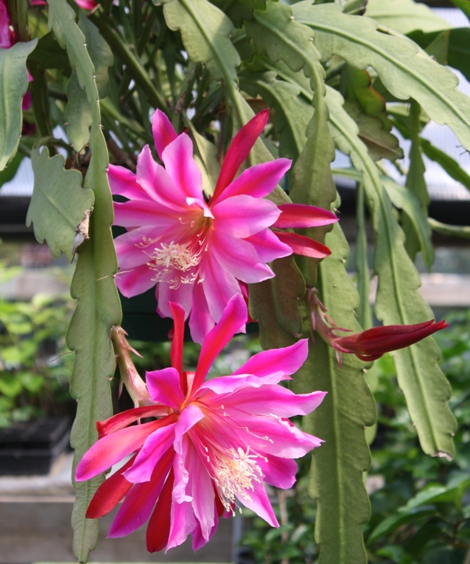 Pink Orchid Cactus, Epiphyllum