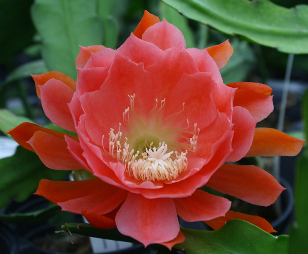 American Sweetheart Orchid Cactus, Epiphyllum American Sweetheart
