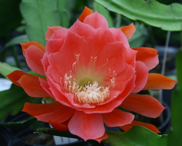 American Sweetheart Orchid Cactus, Epiphyllum American Sweetheart