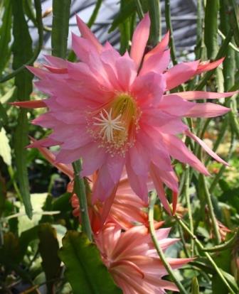 Pink Flair Orchid Cactus,  Epiphyllum Pink Flair