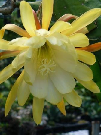 Yellow Orchid Cactus, Epiphyllum Yellow