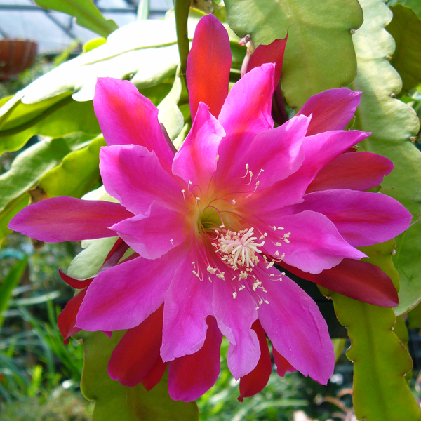 Pink Orchid Cactus, Epiphyllum