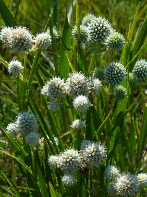 Button Snakeroot, Rattlesnake Master, Button Eryngo