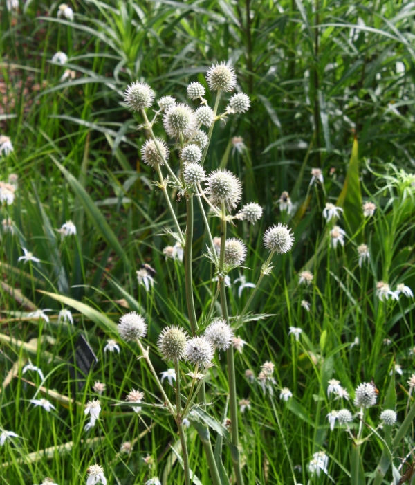 Button Snakeroot, Rattlesnake Master, Button Eryngo