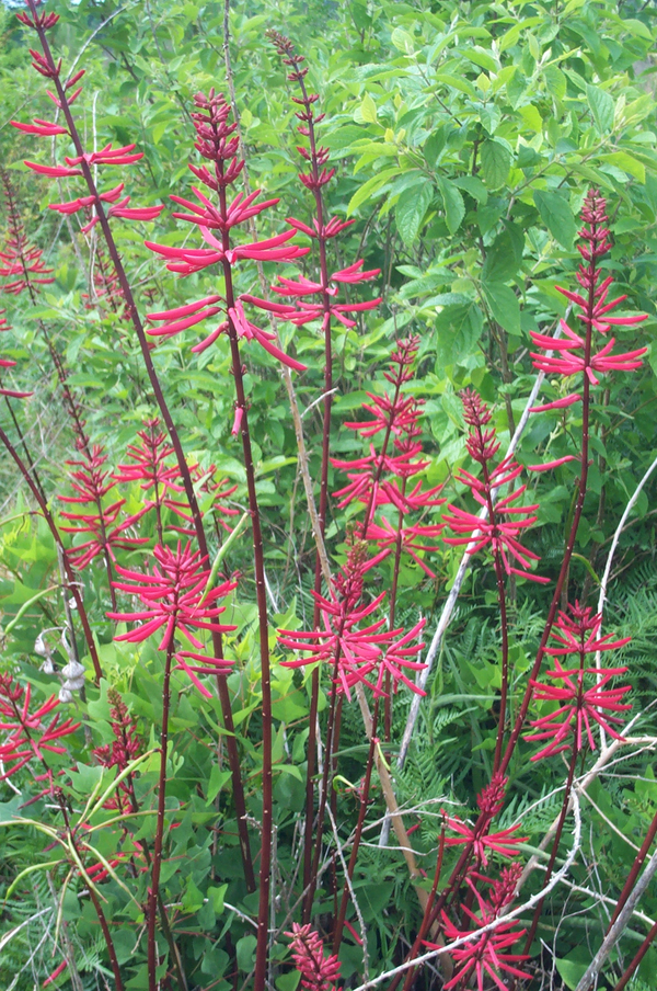 Mamou Bean, Coral Bean, Cherokee Bean, Redcardinal, Cardinal Spear