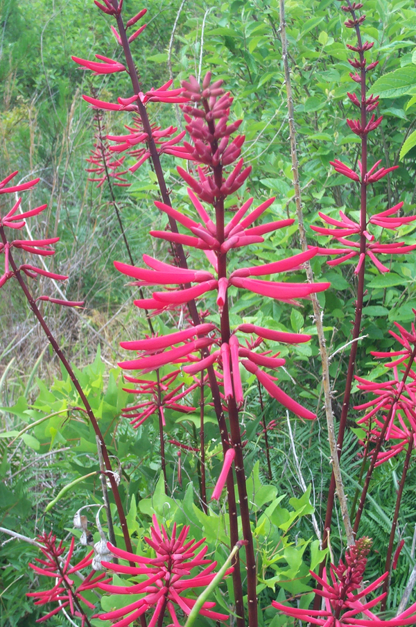 Mamou Bean, Coral Bean, Cherokee Bean, Redcardinal, Cardinal Spear