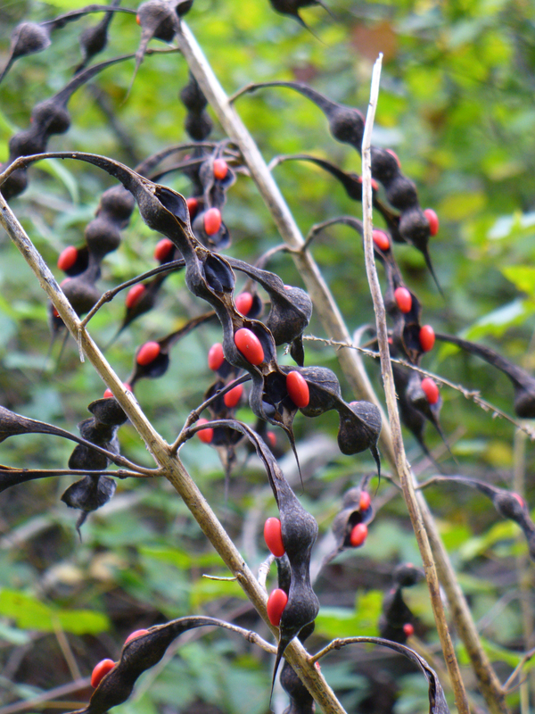 Mamou Bean, Coral Bean, Cherokee Bean, Redcardinal, Cardinal Spear