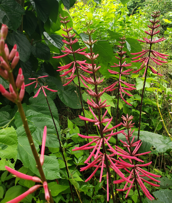 Mamou Bean, Coral Bean, Cherokee Bean, Redcardinal, Cardinal Spear