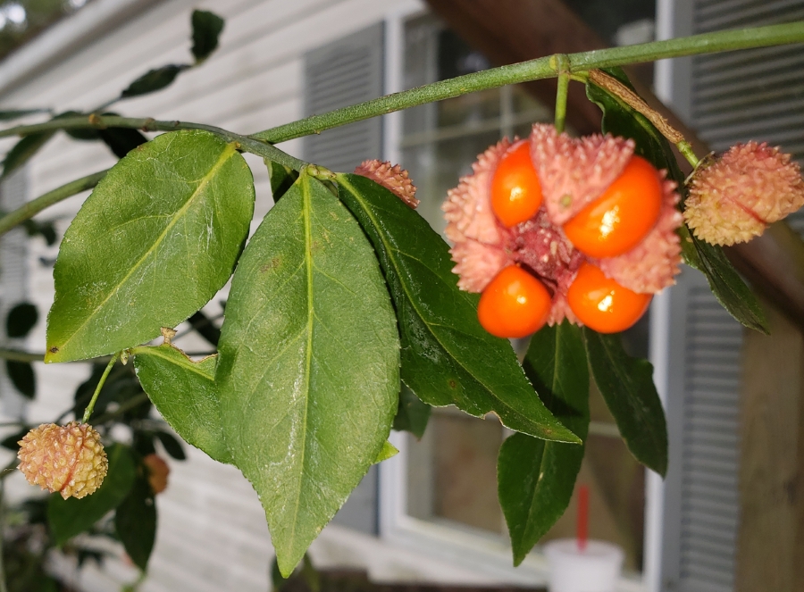 American Strawberry Bush, Hearts-A-Burstin', Wahoo, Brook Euonymus