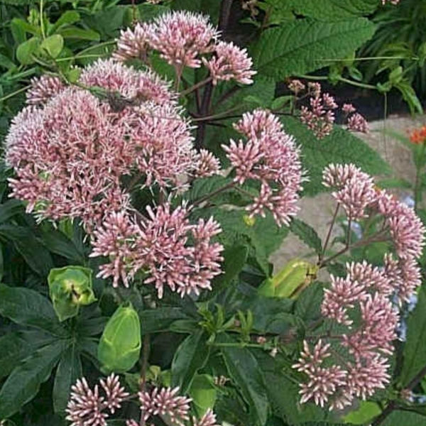 Hollow Joe Pye Weed, Queen of the Meadow, Trumpet Weed, Spotted Joe Pye Weed