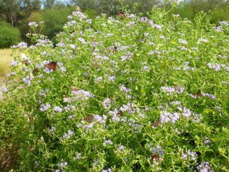 Crucita, Jack in the Bush, Fragrant Mist Flower, Blue Mist Flower