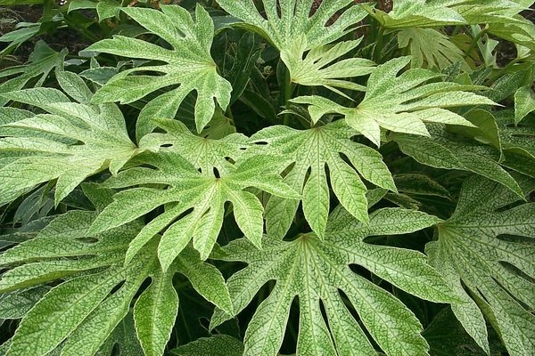 Spider's Web Variegated Japanese Fatsia, Japanese Aralia, Yatsude, Figleaf Palm, Glossy-Leaved Paper Plant, Formosa Rice Tree