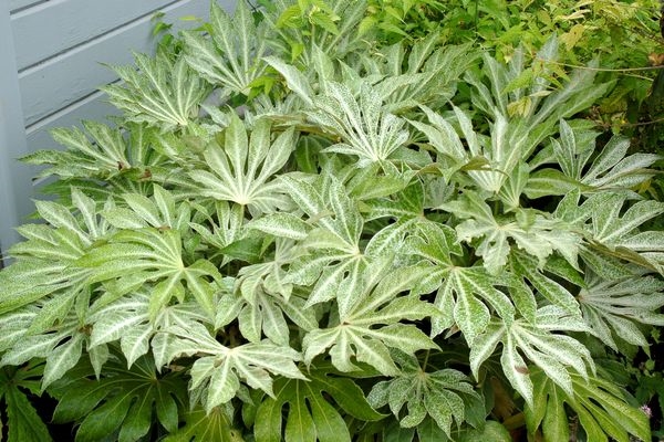 Spider's Web Variegated Japanese Fatsia, Japanese Aralia, Yatsude, Figleaf Palm, Glossy-Leaved Paper Plant, Formosa Rice Tree