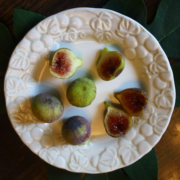 Chicago Hardy Fig, Hardy Chicago