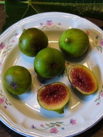 Strawberry Fig, Verdone Fig, Green Ischia Fig
