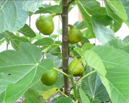 Italian Honey Fig, Lattarula Fig,  Blanche Fig, White Marseille Fig, Lemon Fig